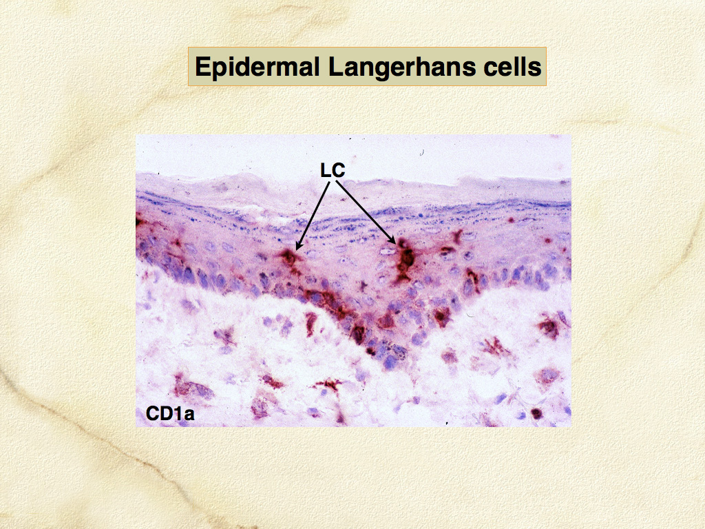 Fig. 2. Canine skin frozen section - CD1a expression by epidermal Langerhans cells