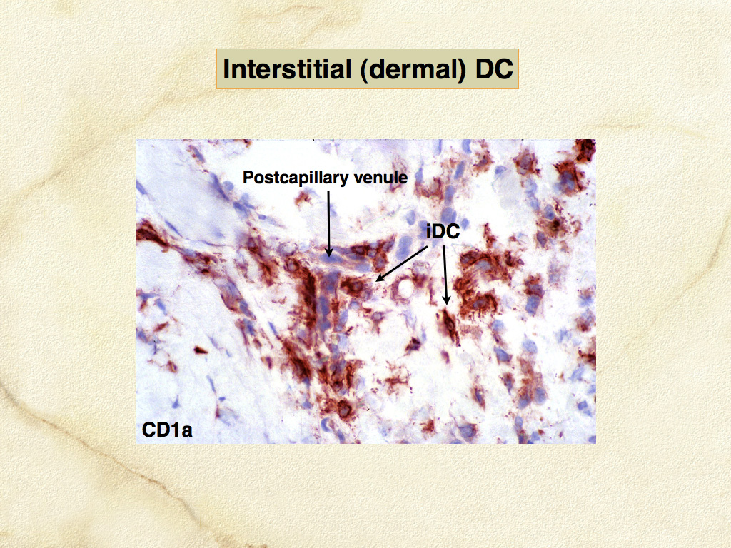 Fig. 3. Canine skin frozen section - CD1a expression by dermal dendritic cells