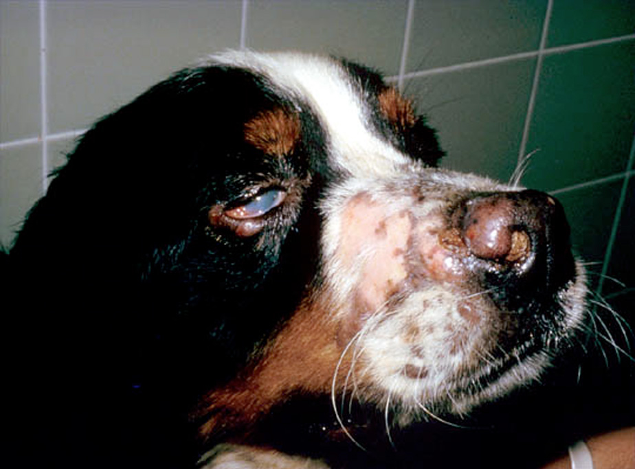 Fig. 4. Bernese mountain dog - systemic histiocytosis. Cutaneous and mucosal involvement (ocular and nasal). 