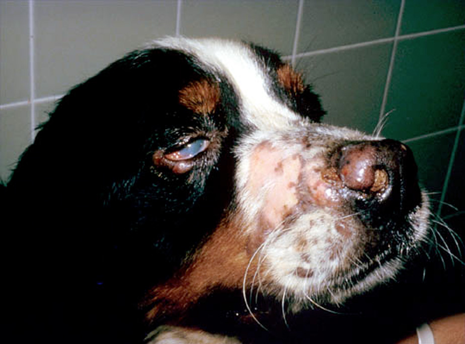 Fig. 4. Bernese mountain dog - systemic histiocytosis. Cutaneous and mucosal involvement (ocular and nasal).