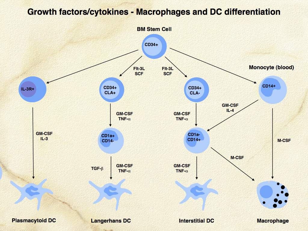 Fig. 1. Stem cell factors (SCF and Flt-3 Ligand) amplify histiocyte differentiation - especially to DCs. GM-CSF and TNF-alpha induce differentiation toward DCs (interstitial DCs and LCs); TGF-beta influences the terminal stages of LC differentiation. M-CSF induces macrophage differentiation.