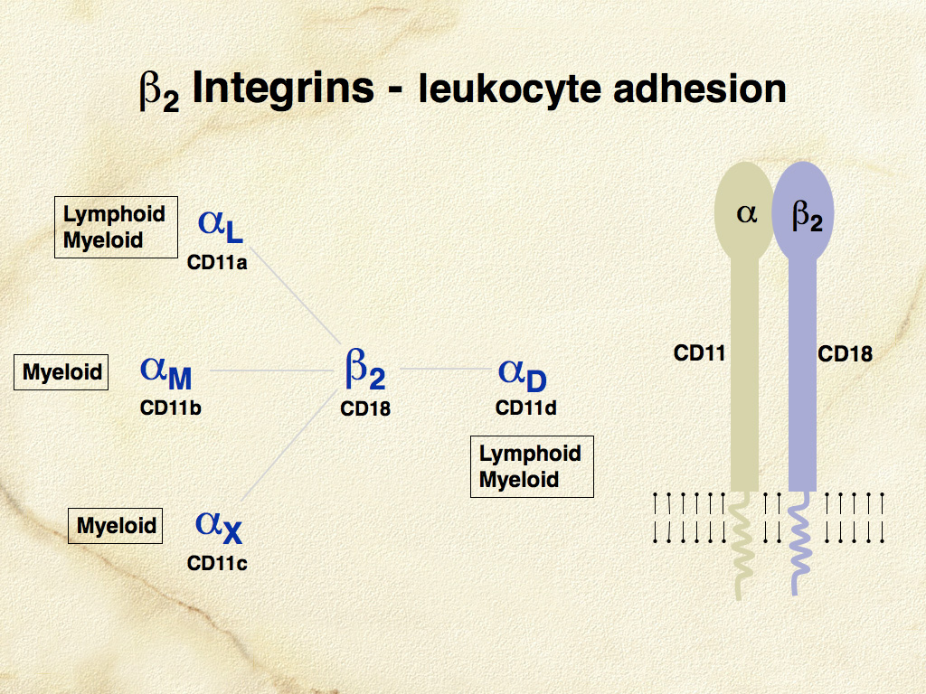 Fig. 5. β-2 integrins (CD11/CD18) are heterodimeric leukocyte adhesion proteins essential to leukocyte function