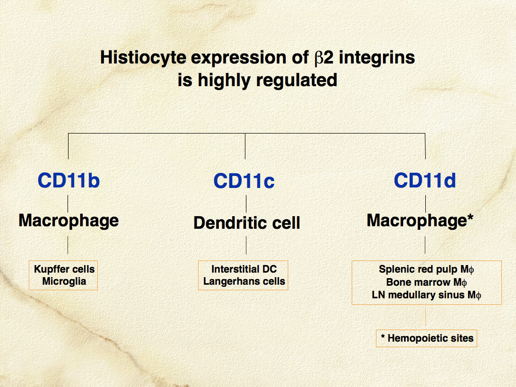 Fig. 6. β-2 integrins are important cell adhesion molecules on leukocytes. They are differentially expressed on leukocytes of diverse lineage. β-2 integrins have proven to be useful in the distinction of macrophages from dendritic cells.