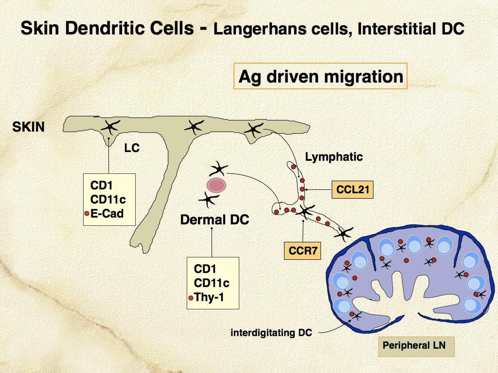 Fig. 8. The fate of dermal (interstitial type) DCs and LCs once they leave skin following encounter with antigen. Activation leads to changes in chemokine receptor expression (CCR7 upregulation) and migration under the influence of chemokines produced by lymphatic endothelium (CCL21), and stromal cells in the lymph node paracortex (CCL19 and CCL21).